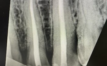 MALAK DENTAL SL