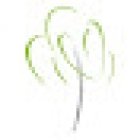 Willow Dental Group